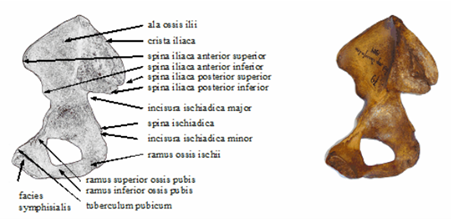 Medencecsont belső felszíne