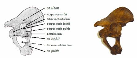 Medencecsont külső felszíne