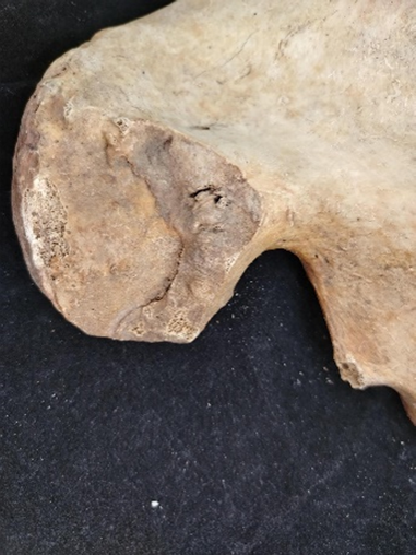Facies auricularis öregedési stádiumainak morfológiai és szerkezeti jellemzői (Buckberry és Chamberlain 2002)