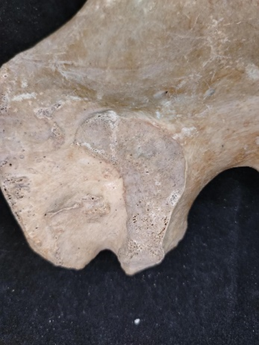 Facies auricularis öregedési stádiumainak morfológiai és szerkezeti jellemzői (Buckberry és Chamberlain 2002)