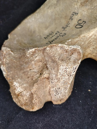 Facies auricularis öregedési stádiumainak morfológiai és szerkezeti jellemzői (Buckberry és Chamberlain 2002)