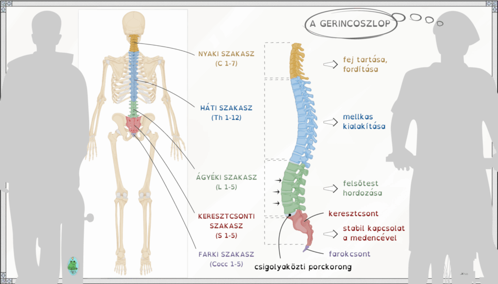 Gerinc szakaszai