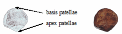 Térdkalács szemből nézetben