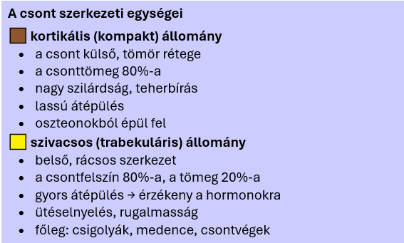 Csontok egészsége - bevezető 4