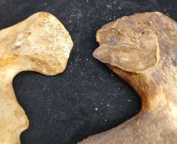 Sulcus praeauricularis egy férfias (bal oldali csont a képen, sulcus hiányzik) és egy nőies (jobb oldali csont a képen) medencecsont esetében